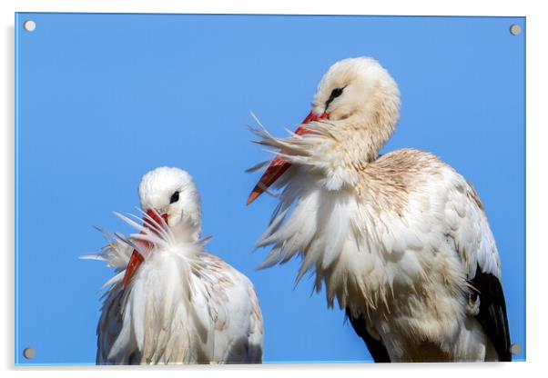 White Storks on a Windy Day Acrylic by Arterra 