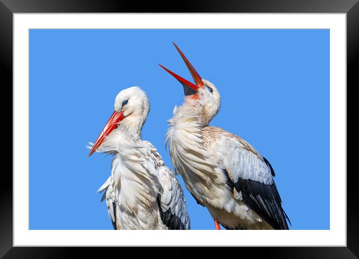 White Stork Clapping Bill Framed Mounted Print by Arterra 