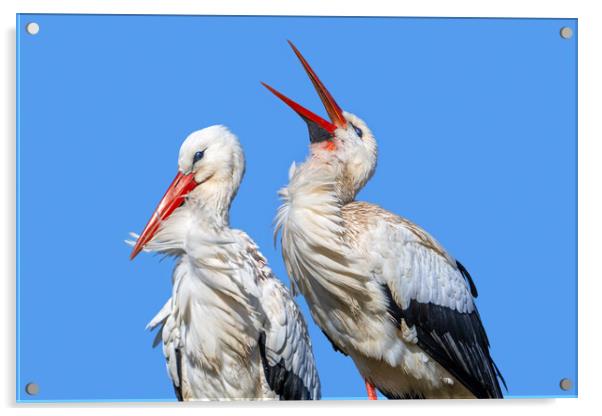White Stork Clapping Bill Acrylic by Arterra 