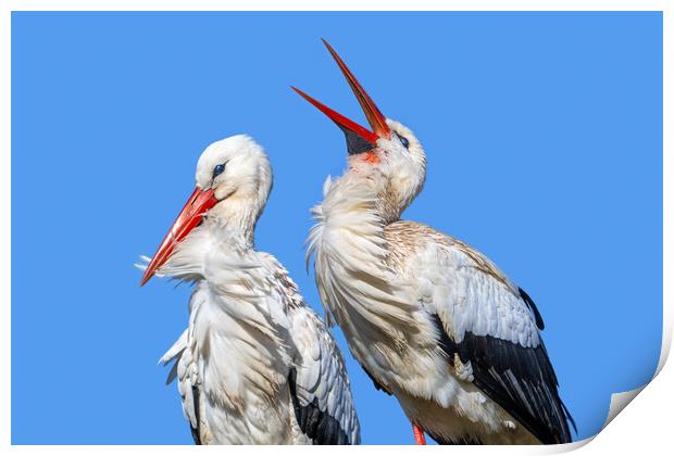 White Stork Clapping Bill Print by Arterra 