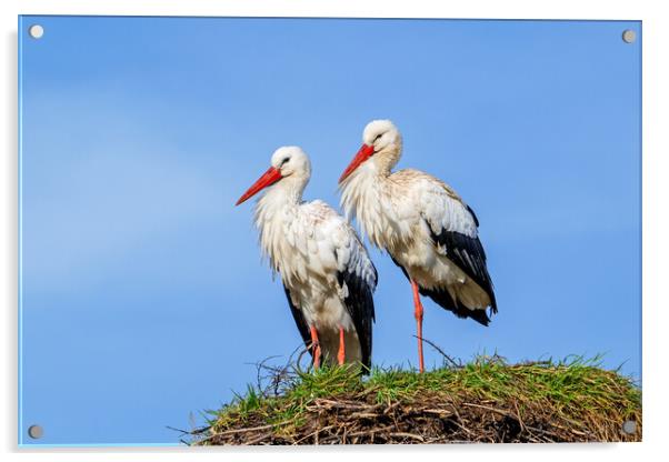 White Stork Pair on Nest Acrylic by Arterra 