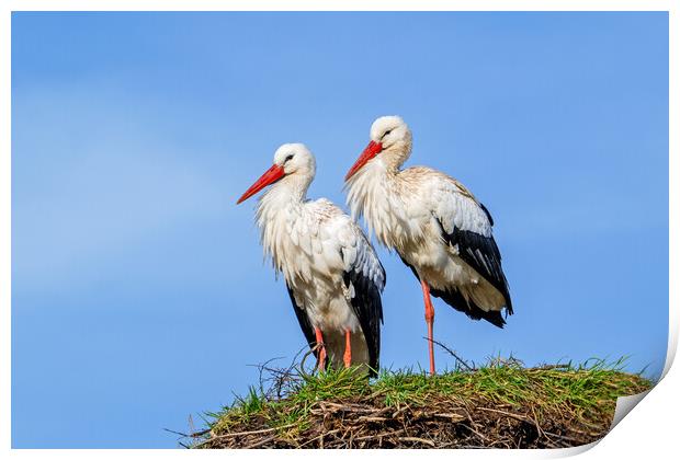 White Stork Pair on Nest Print by Arterra 