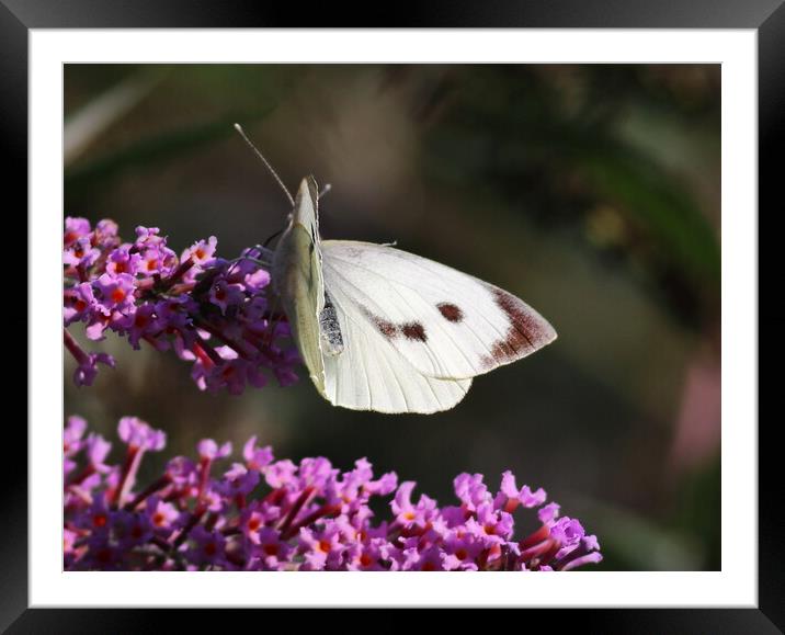 Large White Butterfly 1 Framed Mounted Print by Bryan 4Pics