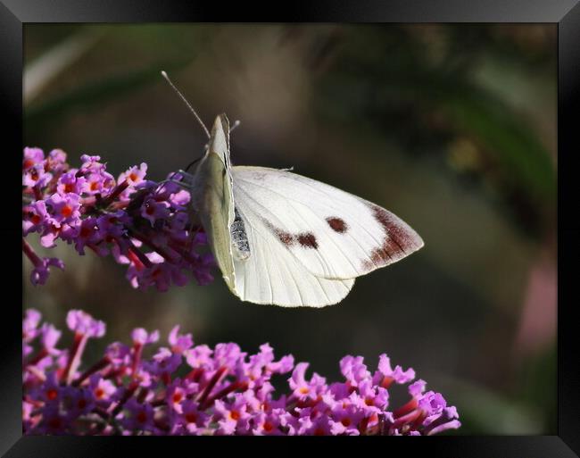 Large White Butterfly 1 Framed Print by Bryan 4Pics