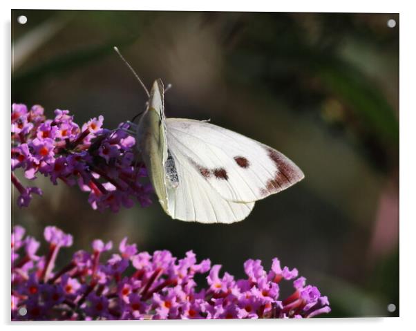 Large White Butterfly 1 Acrylic by Bryan 4Pics