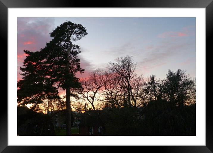 Radiant Sunset Silhouettes Trees Framed Mounted Print by Peter Hodgson