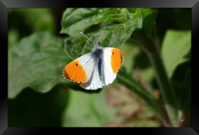 Orange Tip butterfly, male, Framed Print by Bryan 4Pics