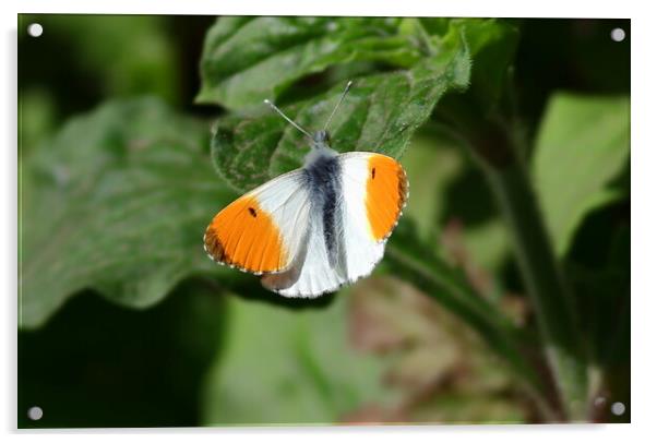 Orange Tip butterfly, male, Acrylic by Bryan 4Pics