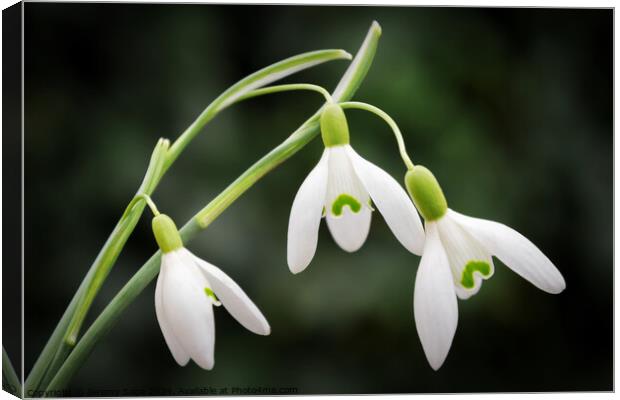 Snowdrops Canvas Print by Jeremy Sage