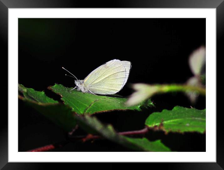 Small White butterfly Framed Mounted Print by Bryan 4Pics