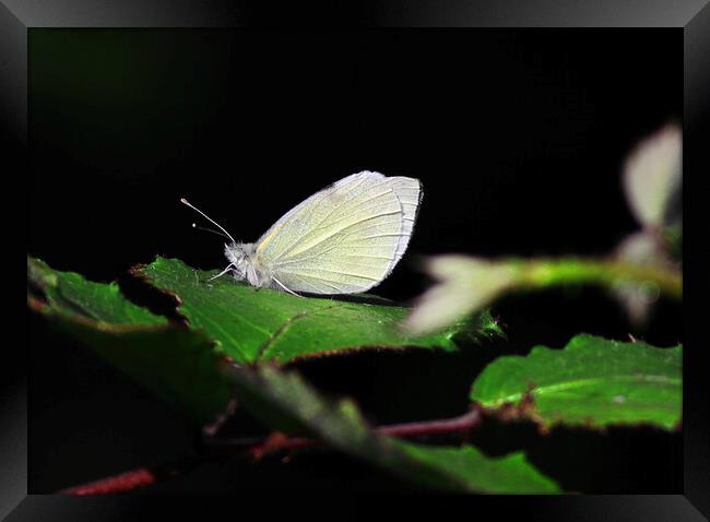 Small White butterfly Framed Print by Bryan 4Pics