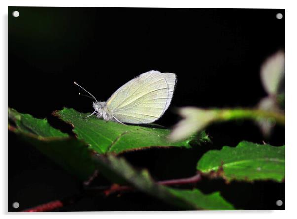 Small White butterfly Acrylic by Bryan 4Pics