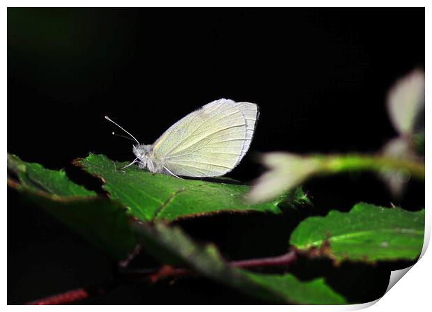 Small White butterfly Print by Bryan 4Pics