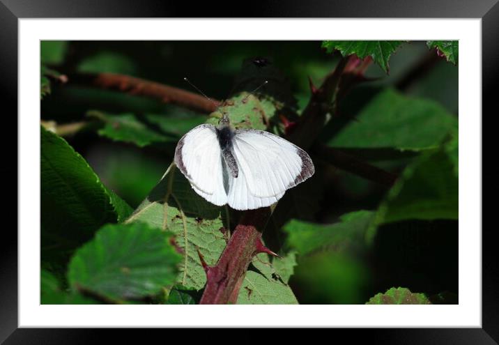Large White Butterfly Framed Mounted Print by Bryan 4Pics