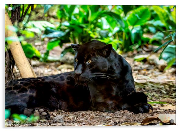 A Majestic Black Jaguar Acrylic by Darren Wilkes