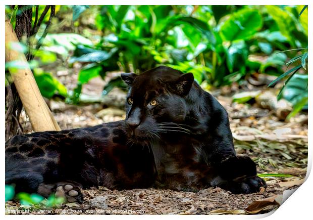 A Majestic Black Jaguar Print by Darren Wilkes