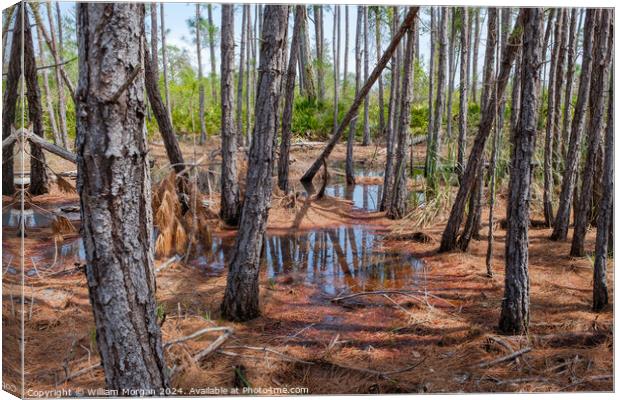 Coastal Pine Forest Swamp in Alabama, USA Canvas Print by William Morgan