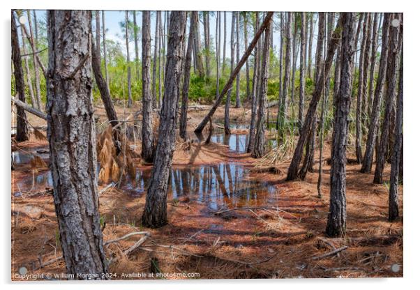 Coastal Pine Forest Swamp in Alabama, USA Acrylic by William Morgan