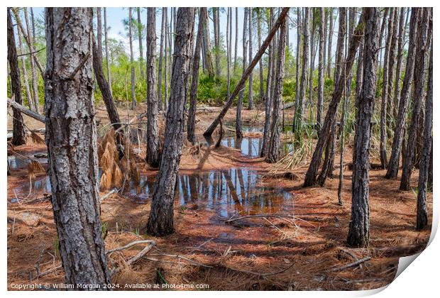 Coastal Pine Forest Swamp in Alabama, USA Print by William Morgan
