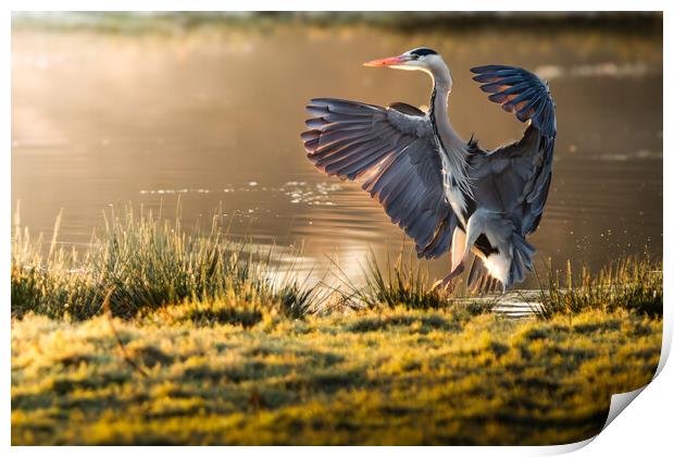Landing Heron Print by Martin Cunningham