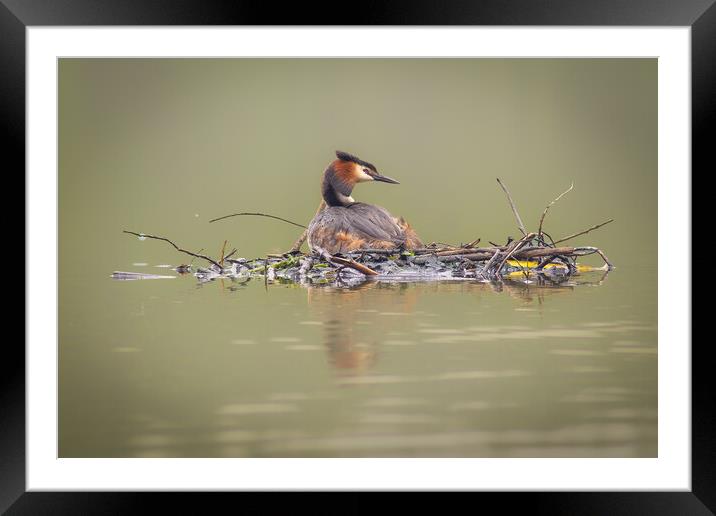 Nesting Grebe Framed Mounted Print by Martin Cunningham