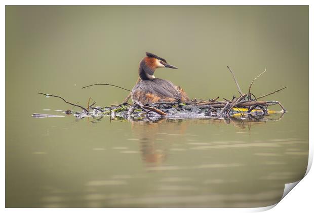 Nesting Grebe Print by Martin Cunningham