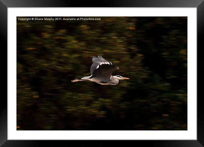 Heron in Flight Framed Mounted Print by Shane Murphy