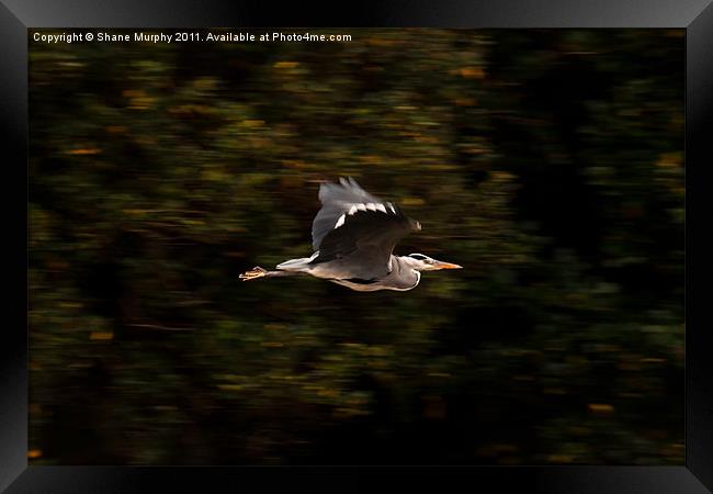 Heron in Flight Framed Print by Shane Murphy