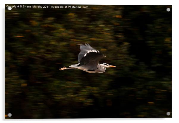 Heron in Flight Acrylic by Shane Murphy