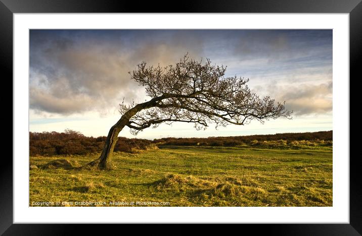 A windswept tree on Stanton Moor Framed Mounted Print by Chris Drabble