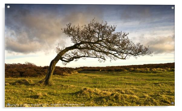 A windswept tree on Stanton Moor Acrylic by Chris Drabble