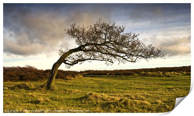 A windswept tree on Stanton Moor Print by Chris Drabble