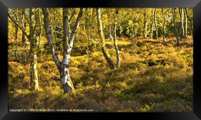Birch trees on Stanton Moor Framed Print by Chris Drabble