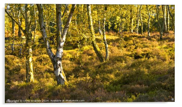 Birch trees on Stanton Moor Acrylic by Chris Drabble