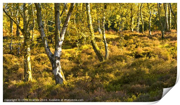 Birch trees on Stanton Moor Print by Chris Drabble