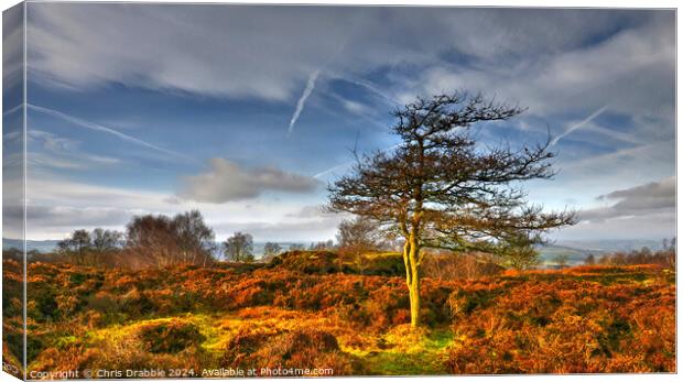 Stanton Moor at Sunset Canvas Print by Chris Drabble