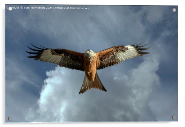 Red Kite Acrylic by Tom McPherson