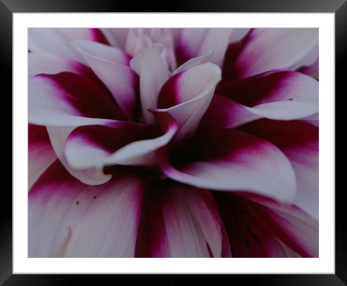 Dahlia Colours Framed Mounted Print by Karl Butler