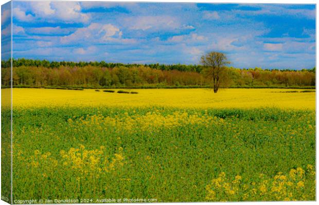 The Joy of Spring Canvas Print by Ian Donaldson