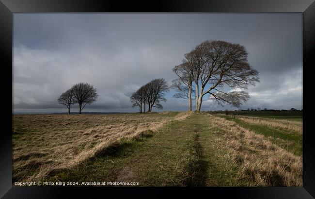 Trees on Roundway Hill, Wiltshire Framed Print by Philip King
