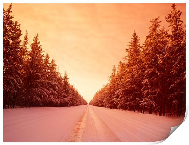 Winter Road Through Pine Forest Print by Dave Reede
