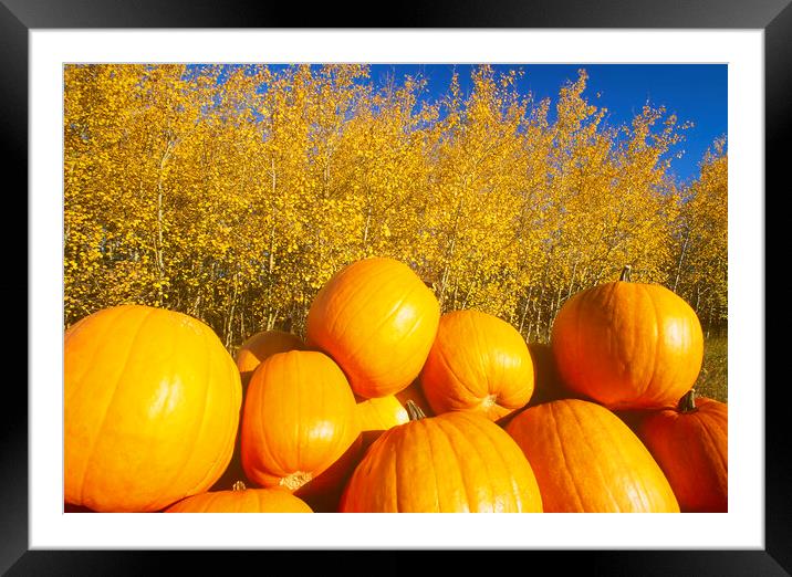 Autumn Harvest Framed Mounted Print by Dave Reede