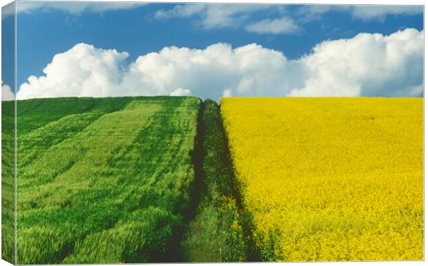 Path Through Barley and Canola Canvas Print by Dave Reede