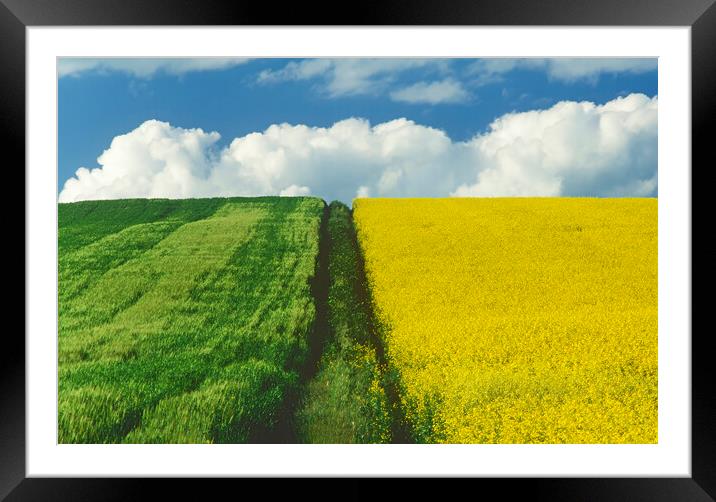 Path Through Barley and Canola Framed Mounted Print by Dave Reede