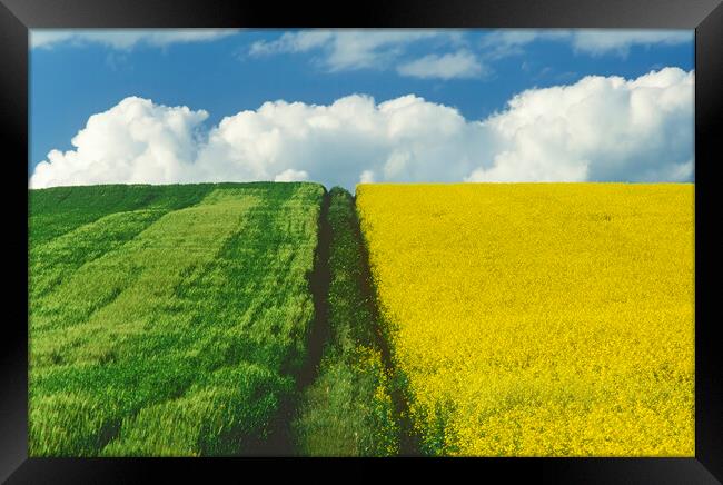 Path Through Barley and Canola Framed Print by Dave Reede