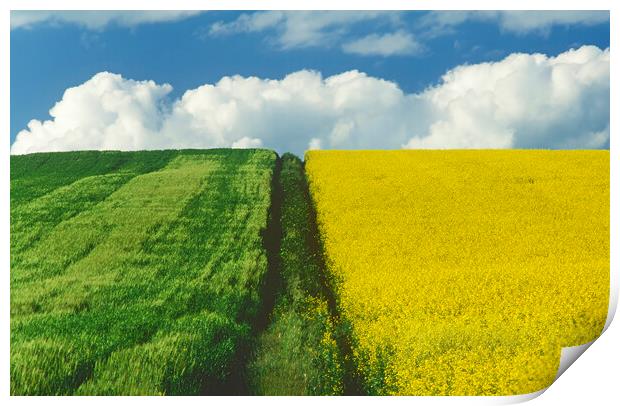Path Through Barley and Canola Print by Dave Reede