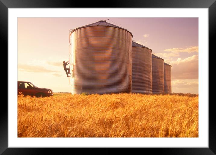 a farmer climbs a grain storage bin Framed Mounted Print by Dave Reede
