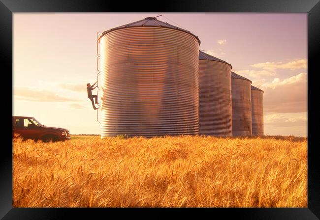 a farmer climbs a grain storage bin Framed Print by Dave Reede