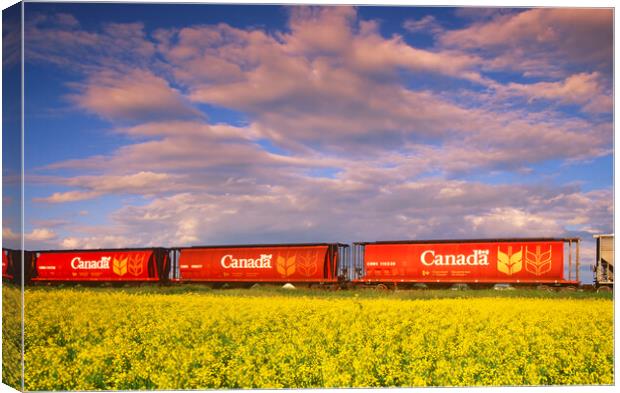 rail hopper cars in front of a canola field Canvas Print by Dave Reede