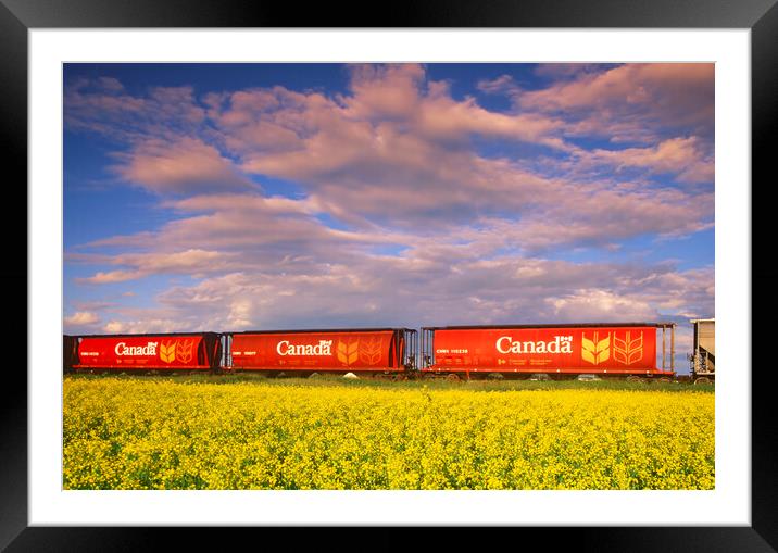 rail hopper cars in front of a canola field Framed Mounted Print by Dave Reede